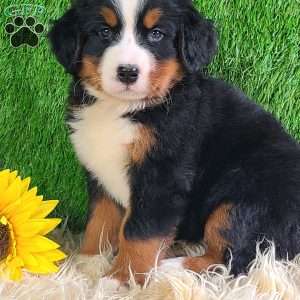 Selena, Bernese Mountain Dog Puppy