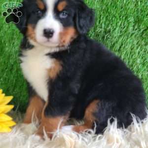 Selena, Bernese Mountain Dog Puppy