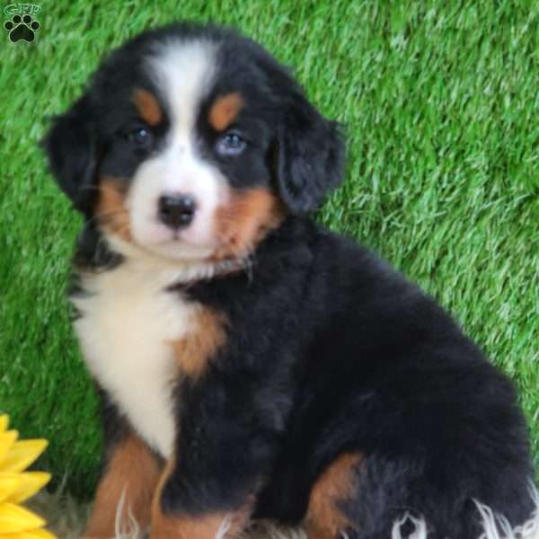 Selena, Bernese Mountain Dog Puppy