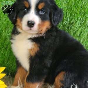 Selena, Bernese Mountain Dog Puppy