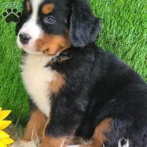 Selena, Bernese Mountain Dog Puppy
