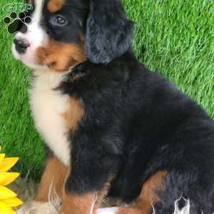 Selena, Bernese Mountain Dog Puppy