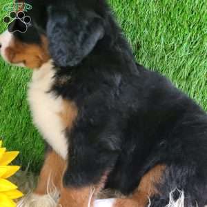 Selena, Bernese Mountain Dog Puppy