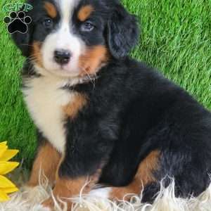 Selena, Bernese Mountain Dog Puppy