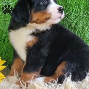Selena, Bernese Mountain Dog Puppy