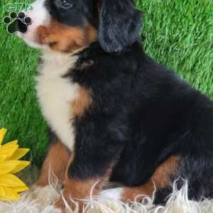 Selena, Bernese Mountain Dog Puppy