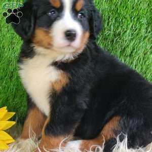 Selena, Bernese Mountain Dog Puppy