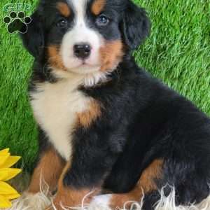 Selena, Bernese Mountain Dog Puppy