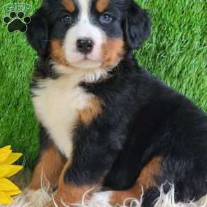 Selena, Bernese Mountain Dog Puppy