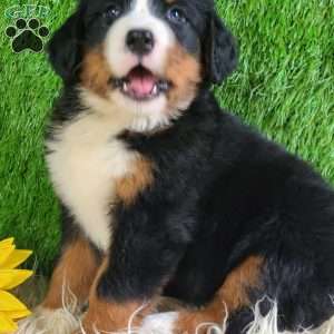 Selena, Bernese Mountain Dog Puppy