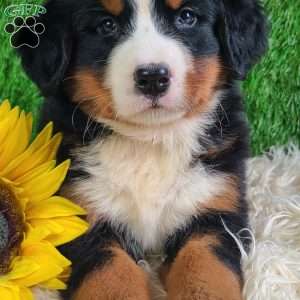 Selena, Bernese Mountain Dog Puppy