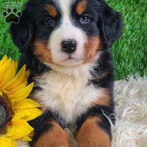 Selena, Bernese Mountain Dog Puppy