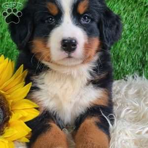 Selena, Bernese Mountain Dog Puppy