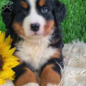 Selena, Bernese Mountain Dog Puppy