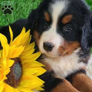 Selena, Bernese Mountain Dog Puppy