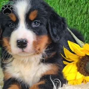 Selena, Bernese Mountain Dog Puppy