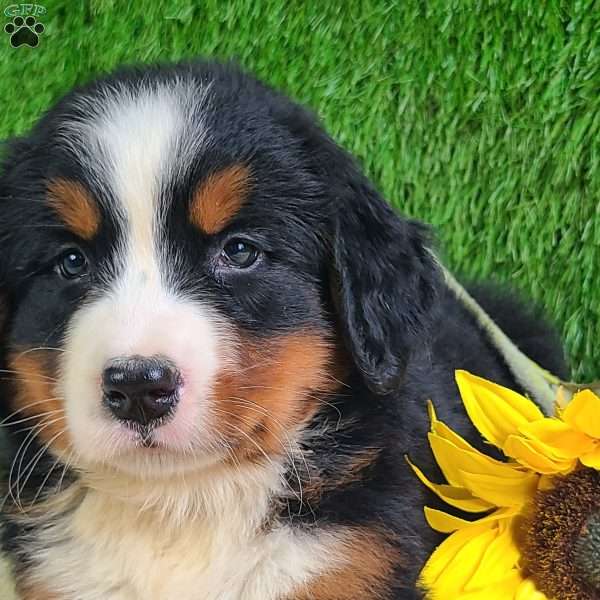 Selena, Bernese Mountain Dog Puppy