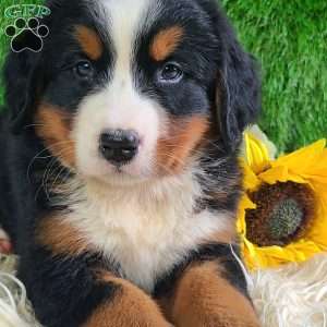Selena, Bernese Mountain Dog Puppy
