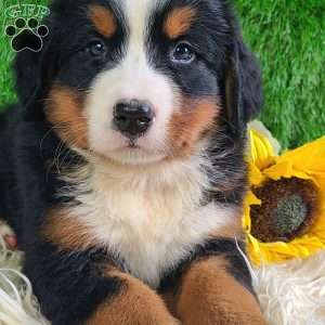 Selena, Bernese Mountain Dog Puppy