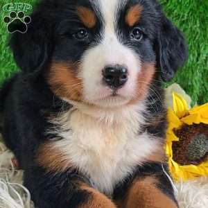 Selena, Bernese Mountain Dog Puppy