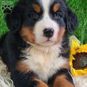 Selena, Bernese Mountain Dog Puppy