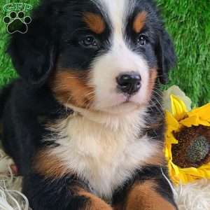 Selena, Bernese Mountain Dog Puppy