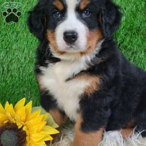 SMOKEY, Bernese Mountain Dog Puppy