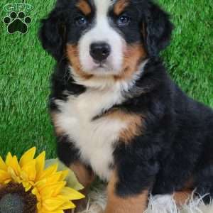 SMOKEY, Bernese Mountain Dog Puppy