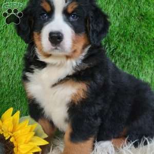 SMOKEY, Bernese Mountain Dog Puppy