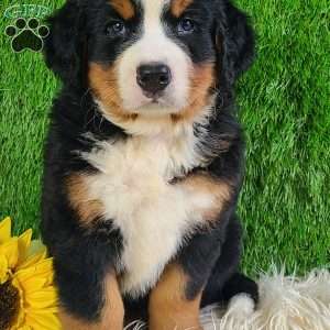 SMOKEY, Bernese Mountain Dog Puppy
