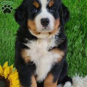 SMOKEY, Bernese Mountain Dog Puppy