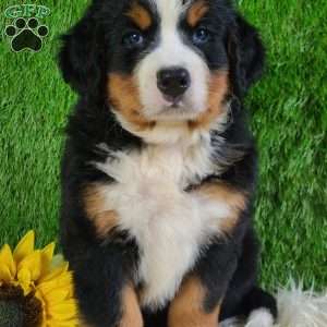 SMOKEY, Bernese Mountain Dog Puppy
