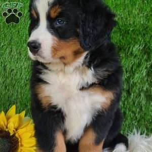 SMOKEY, Bernese Mountain Dog Puppy