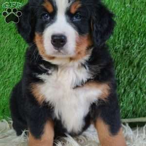 SMOKEY, Bernese Mountain Dog Puppy