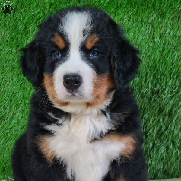 SMOKEY, Bernese Mountain Dog Puppy