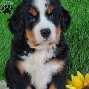 SMOKEY, Bernese Mountain Dog Puppy