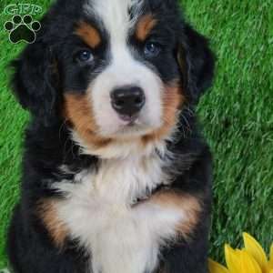 SMOKEY, Bernese Mountain Dog Puppy