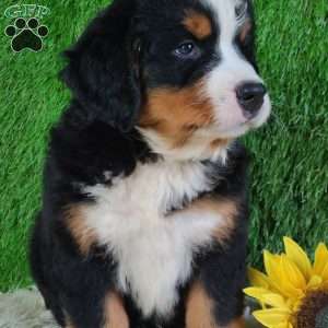 SMOKEY, Bernese Mountain Dog Puppy