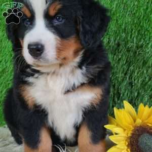 SMOKEY, Bernese Mountain Dog Puppy