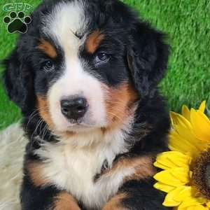 SMOKEY, Bernese Mountain Dog Puppy