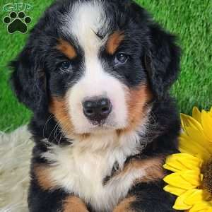 SMOKEY, Bernese Mountain Dog Puppy