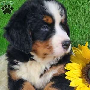 SMOKEY, Bernese Mountain Dog Puppy