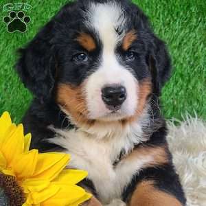 SMOKEY, Bernese Mountain Dog Puppy