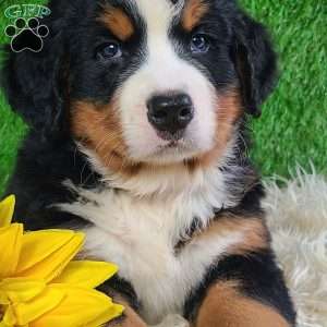 SMOKEY, Bernese Mountain Dog Puppy