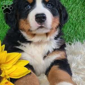 SMOKEY, Bernese Mountain Dog Puppy