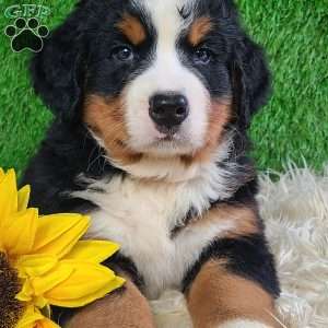 SMOKEY, Bernese Mountain Dog Puppy
