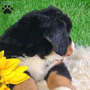 SMOKEY, Bernese Mountain Dog Puppy