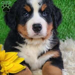 SMOKEY, Bernese Mountain Dog Puppy