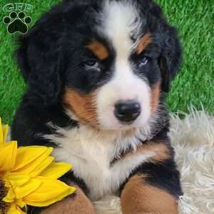 SMOKEY, Bernese Mountain Dog Puppy