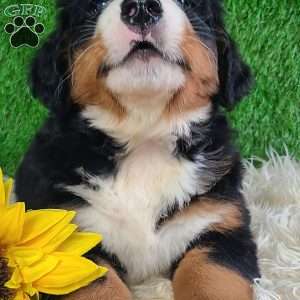 SMOKEY, Bernese Mountain Dog Puppy